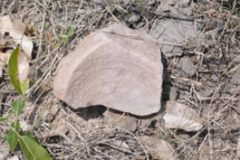 archeology-3 archeology-3