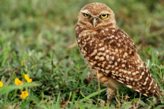 wildlife-01 wildlife-01