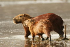 wildlife-02 wildlife-02
