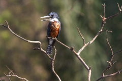 wildlife-04 wildlife-04