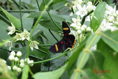 IMG_0016 IMG_0016