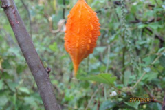 IMG_1882 IMG_1882