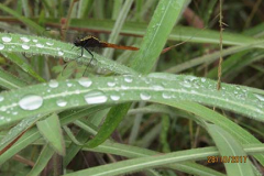 IMG_1949 IMG_1949