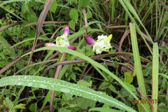 IMG_1955 IMG_1955