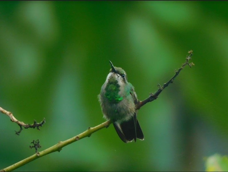 Colibrí (Chlorostilbon gibsoni) avistado durante el recorrido en las montañas de la Serranía del Perijá.