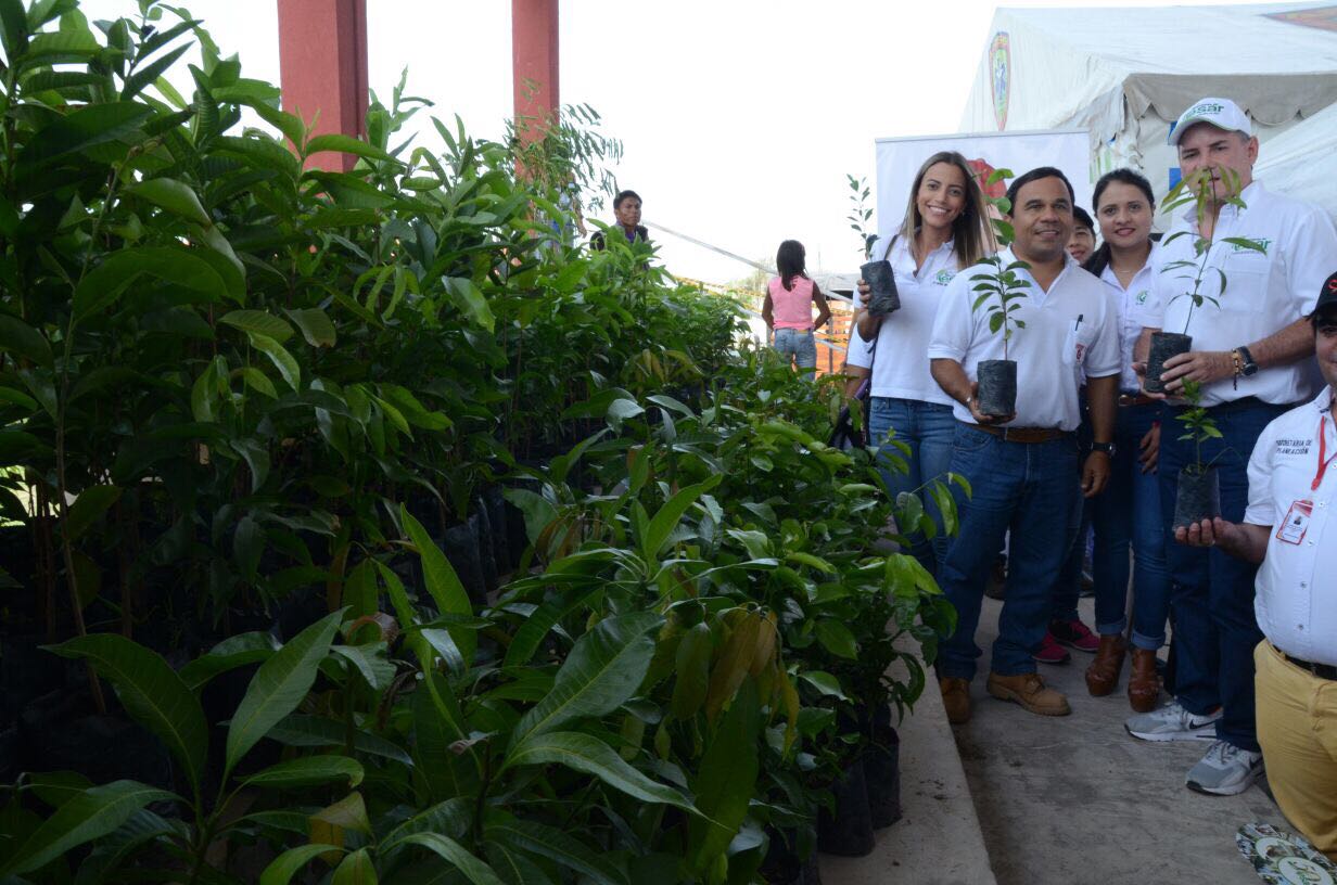 *En la fotografía Francisco Ovalle Angarita, Gobernador del Cesar,recibiendo la donación de árboles frutales de parte de Drummond Ltd.