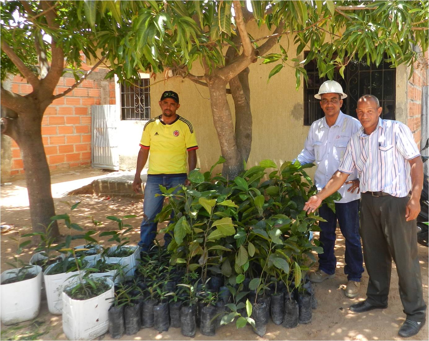 *120 árboles recibieron los habitantes del barrio Comcaja del corregimiento de La Loma.