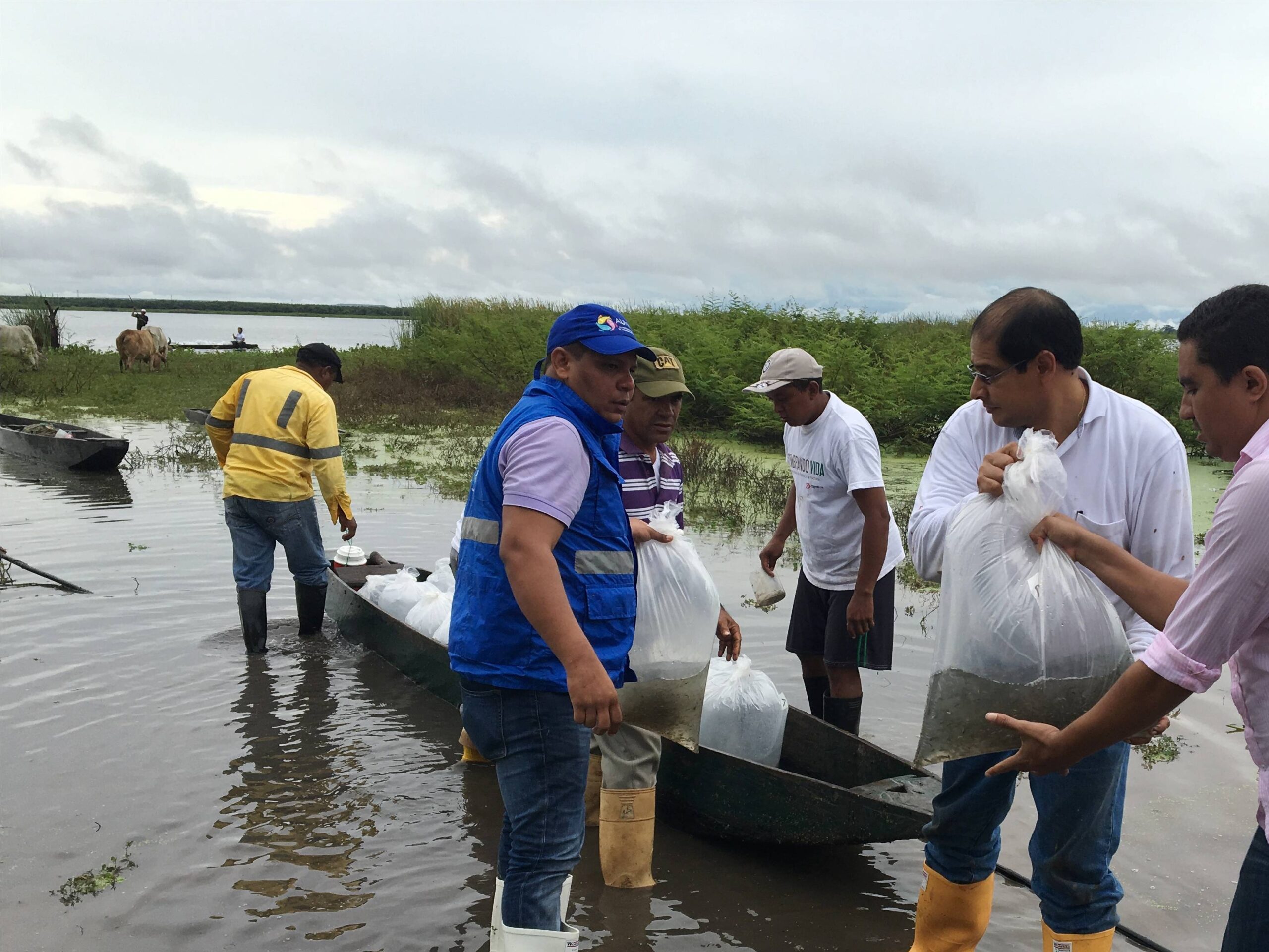 Entidades participaron activamente en el proceso de repoblamiento pesquero en las ciénagas La Pachita y Mata de Palma