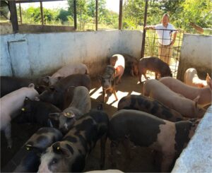 Unidades de negocio para familias rurales en Boqueron1_DLTD
